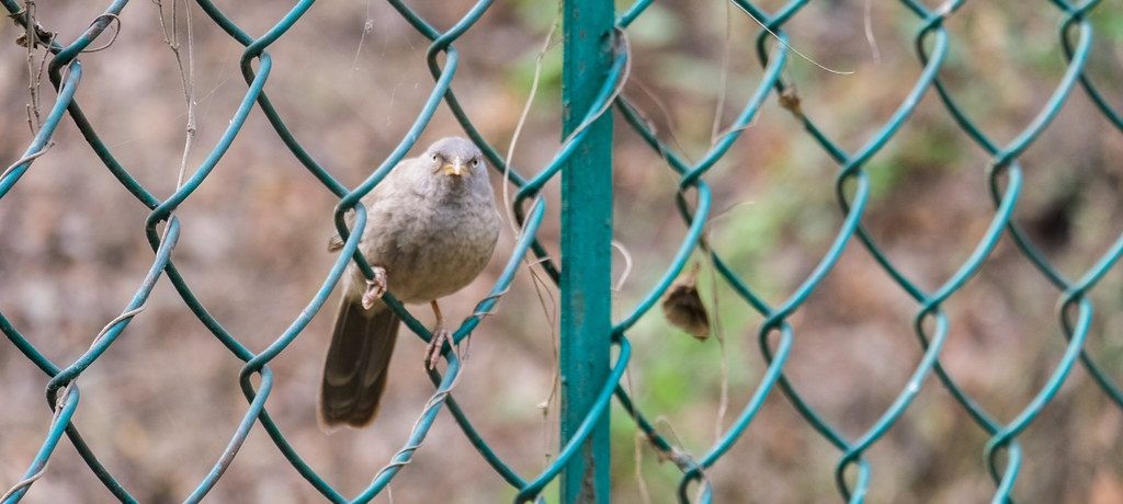 Bird on a chain link fence